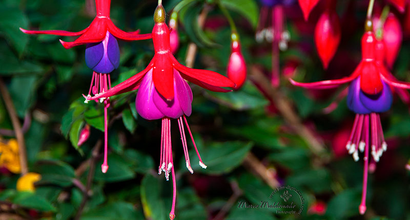 red and blue flower closeup