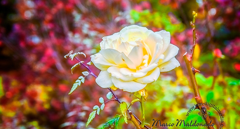 White flower close up